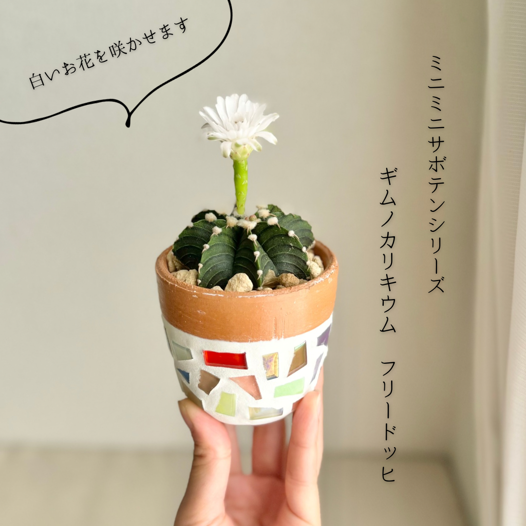 超特大　ギムノカリキウム　リオグラデンセ　希少種　陶器鉢のまま発送　サボテン 超特大　ギムノカリキウム　リオグラデンセ　希少種　陶器鉢のまま発送　サボテン