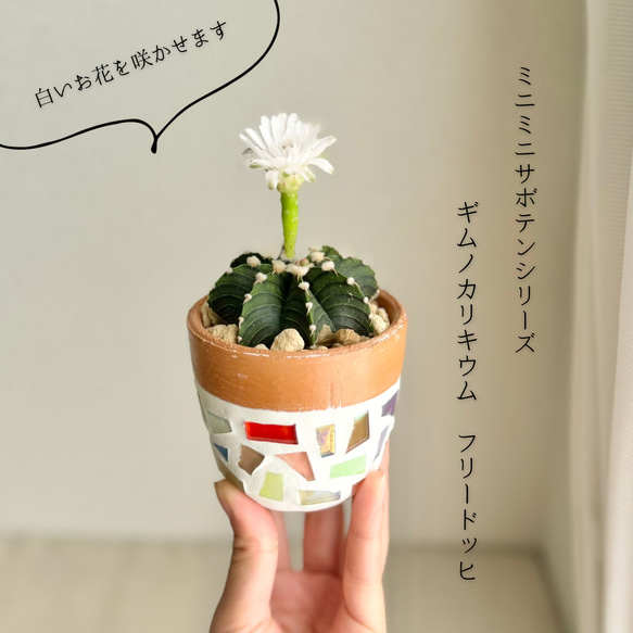 特大 ギムノカリキウム リオグラデンセ 希少種 陶器鉢のまま発送