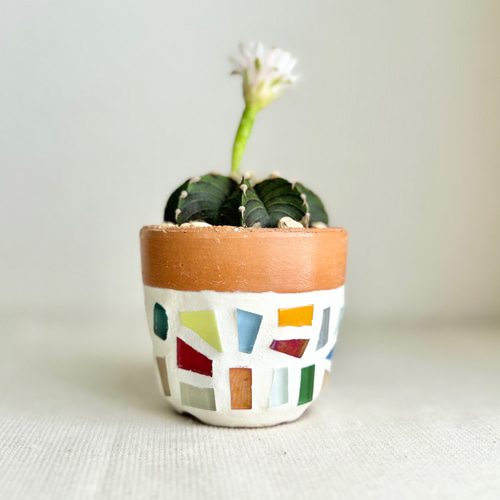 一点物】【鉢植え】希少 サボテン ギムノカリキウムフリードリッヒ