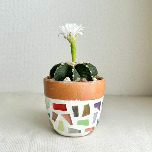 一点物】【鉢植え】希少 サボテン ギムノカリキウム