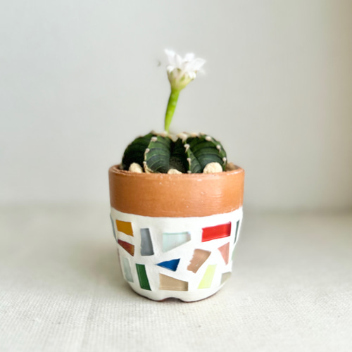 一点物】【鉢植え】希少 サボテン ギムノカリキウムフリードリッヒ