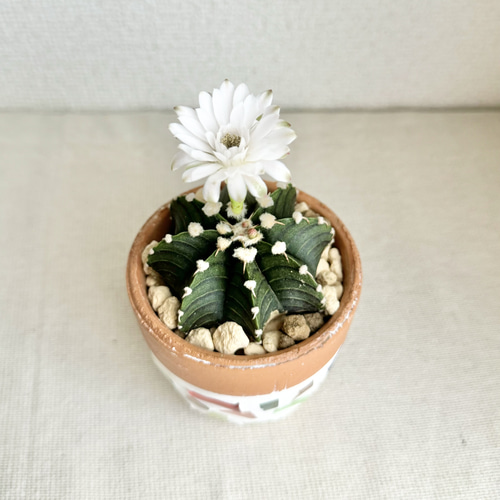 一点物】【鉢植え】希少 サボテン ギムノカリキウムフリードリッヒ