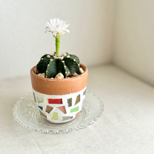 一点物】【鉢植え】希少 サボテン ギムノカリキウムフリードリッヒ