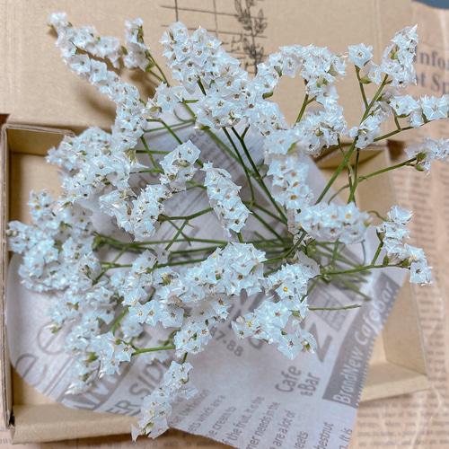 ハイブリッドスターチス ホワイト ドライフラワー 花材 白 ドライ