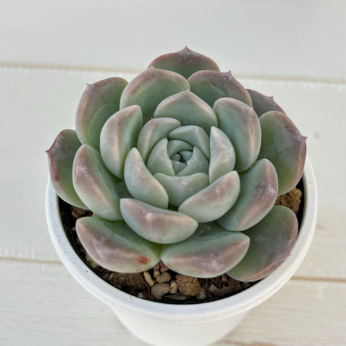 お得なエケベリア多肉植物おまかせ12ポットセット 多肉植物 Pure お得なエケベリア多肉植物おまかせ12ポットセット 多肉植物 Pure