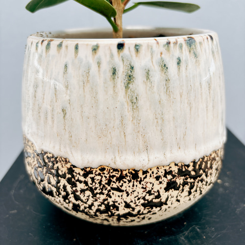 現品］【希少】パンダガジュマル 4号 観葉植物 レア 室内