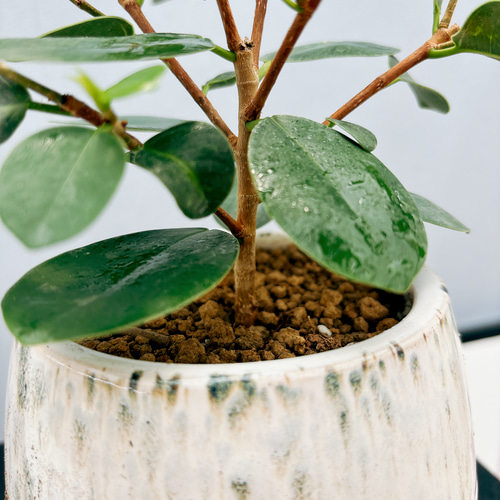 ［現品］【希少】4番　パンダガジュマル　観葉植物　レア　室内　接木　陶器鉢　ゴム 現品］【希少】4番 パンダガジュマル 観葉植物 レア 室内 接木