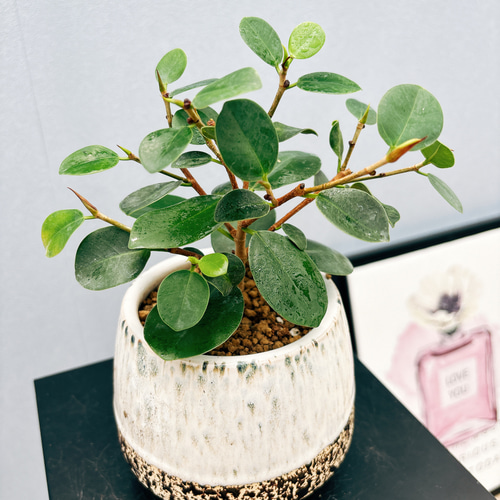 現品］【希少】4番 パンダガジュマル 観葉植物 レア 室内 接木