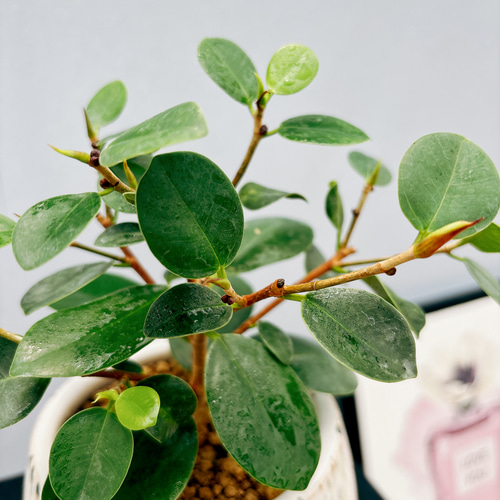 ［現品］【希少】4番　パンダガジュマル　観葉植物　レア　室内　接木　陶器鉢　ゴム 現品］【希少】4番 パンダガジュマル 観葉植物 レア 室内 接木