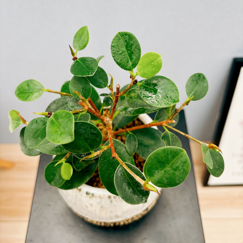 ［現品］【希少】4番　パンダガジュマル　観葉植物　レア　室内　接木　陶器鉢　ゴム 現品］【希少】4番 パンダガジュマル 観葉植物 レア 室内 接木