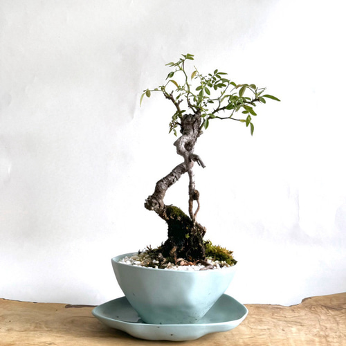 9/14再販予定】新作✴︎モダン盆栽 - 観葉植物 l 屋久島野バラ 薔薇l