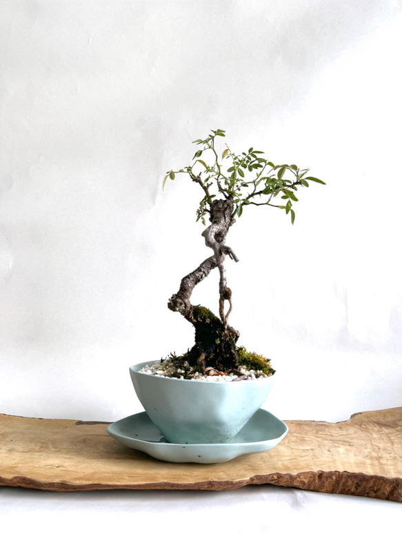 盆栽　野バラ　樹高42cm 9/14再販予定】新作✴︎モダン盆栽 - 観葉植物 l 屋久島野バラ 薔薇l