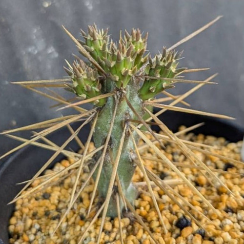 レアサボテンコレクション・シリンドロオプンチア属・将軍綴化inわけけのお店 レアサボテンコレクション・シリンドロオプンチア属・将軍綴化inわけけのお