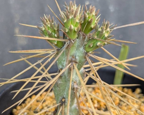 レアサボテンコレクション・シリンドロオプンチア属・将軍綴化inわけけのお店 レアサボテンコレクション・シリンドロオプンチア属・将軍綴化inわけけのお