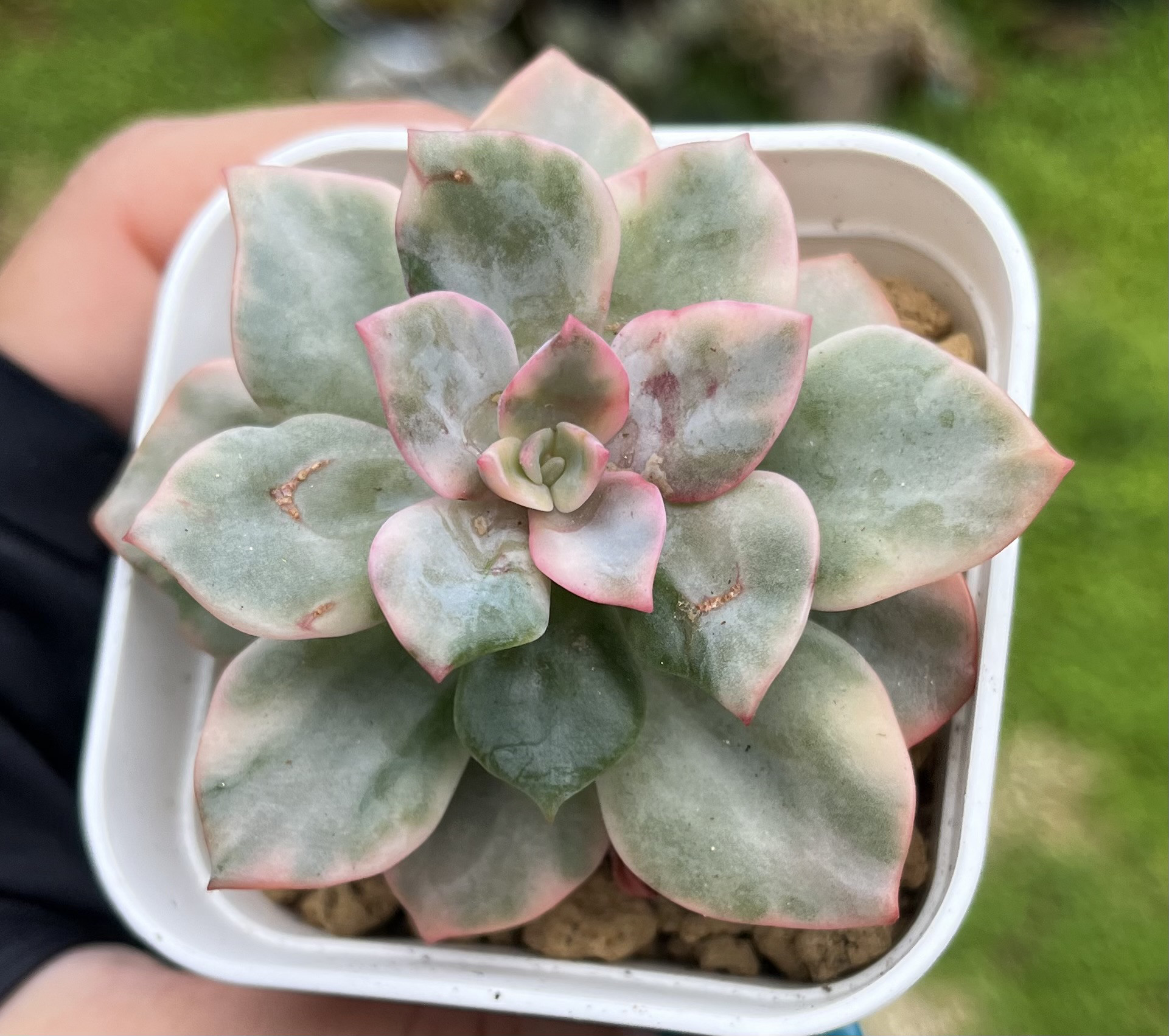 【速達付】187 ブラックピンク錦　ブラックピンクプリンス錦　輸入苗　多肉植物 IMG_2344.jpg?v=1691149632&