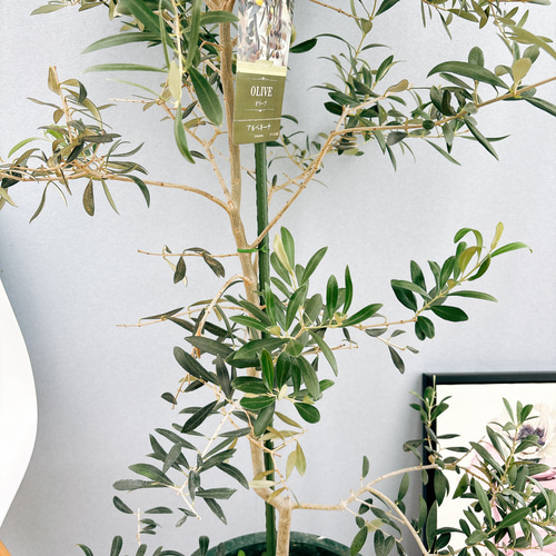 現品］【希少】 オリーブ アルベキーナ 10号 観葉植物 レア 大型 