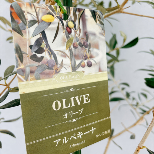 現品］【希少】 オリーブ アルベキーナ 10号 観葉植物 レア 大型