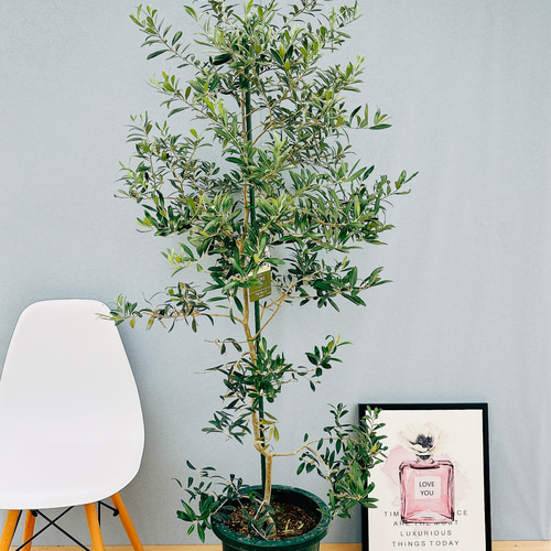 現品］【希少】 オリーブ アルベキーナ 10号 観葉植物 レア 大型