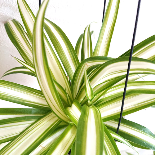 Amazon｜おしゃれ 観葉植物：オリヅルラン*折鶴蘭 吊り鉢 5号