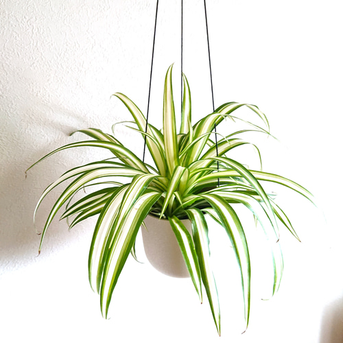 ○数量限定○ 幸せを運ぶ ”オリヅルラン 折鶴蘭/大きめ 斑入り