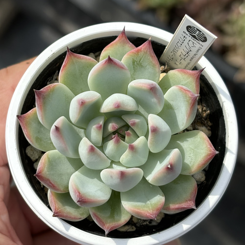 交配実生苗！☆ピンクザラゴーサ×チワワエンシスルビーブラッシュ 多肉