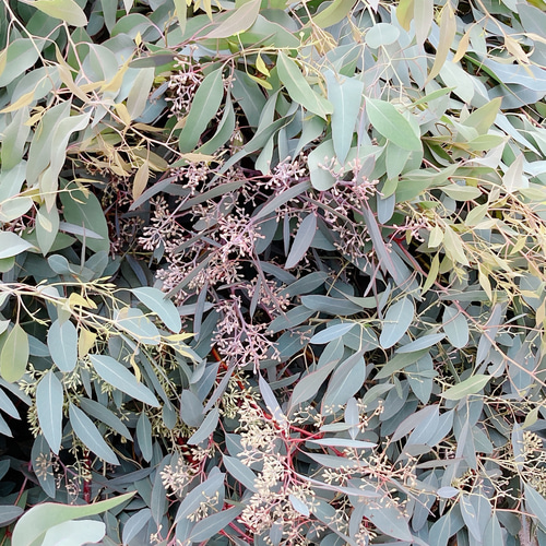 ポポラスベリー ポポラス ドライフラワー 花材80サイズ ドライフラワー