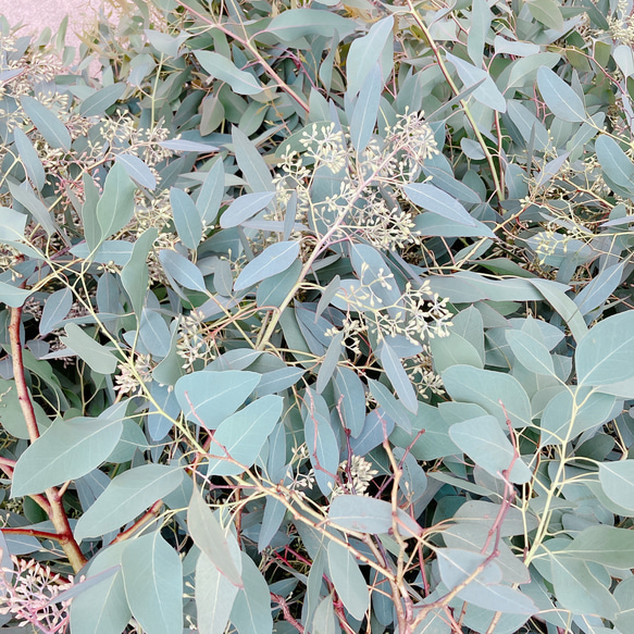 ポポラスベリー ポポラス ドライフラワー 花材80サイズ ドライフラワー