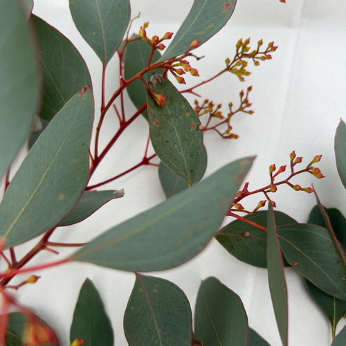 ポポラスベリー ポポラス ドライフラワー 花材80サイズ ドライフラワー