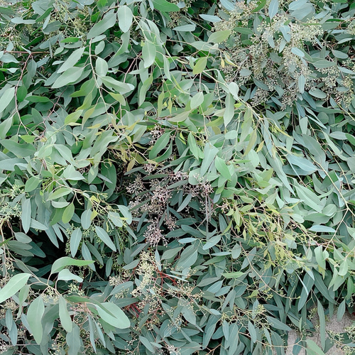 ポポラスベリー ポポラス ドライフラワー 花材80サイズ ドライフラワー