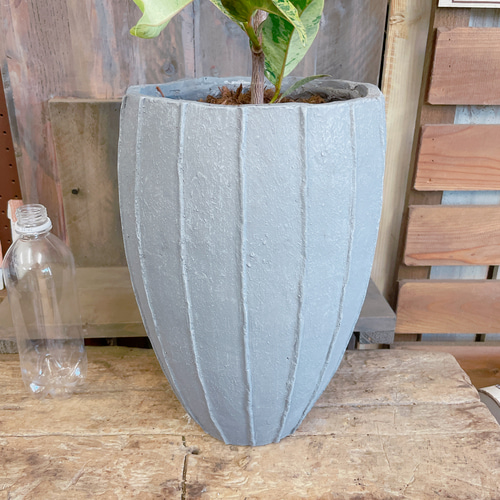 現品♡レア【フィカス ジン】おしゃれ斑入りグリーン♡珍しい観葉植物