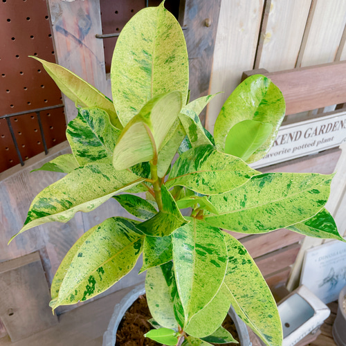 現品♡レア【フィカス ジン】おしゃれ斑入りグリーン♡珍しい観葉植物