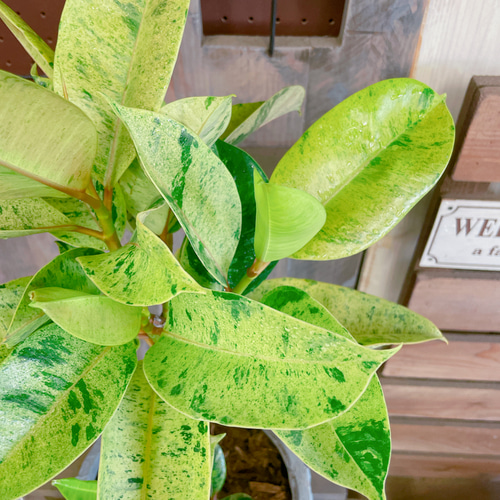 現品♡レア【フィカス ジン】おしゃれ斑入りグリーン♡珍しい観葉植物
