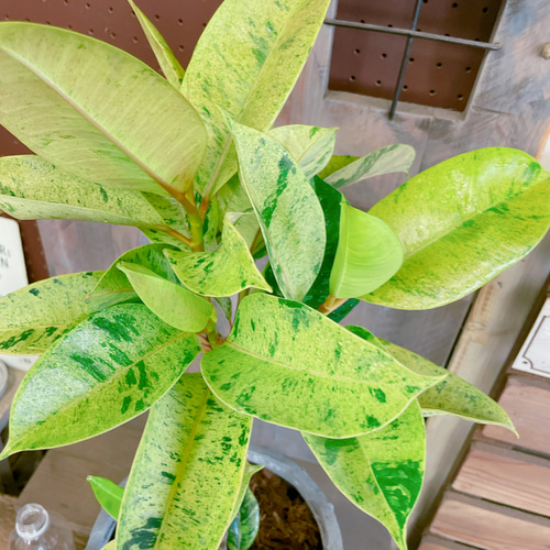 現品♡レア【フィカス ジン】おしゃれ斑入りグリーン♡珍しい観葉植物