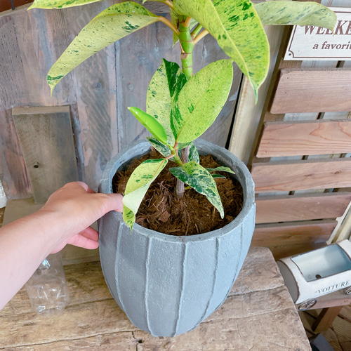 大型 斑入り フィカス ティネケ 陶器鉢 植え込み発送 【公式通販】