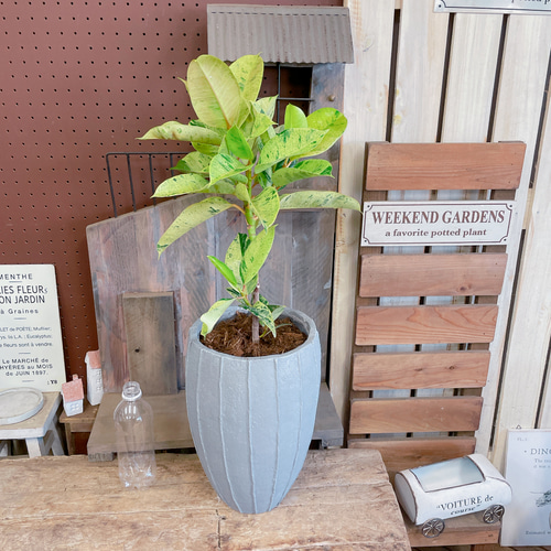 フィカス ジン 3 ファイバー鉢 お皿付き フィカス ジン ファイバー鉢 お皿付き フィカス：ジン 3号鉢入り