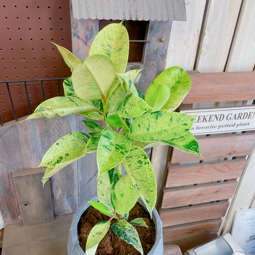 現品♡レア【フィカス ジン】おしゃれ斑入りグリーン♡珍しい観葉植物