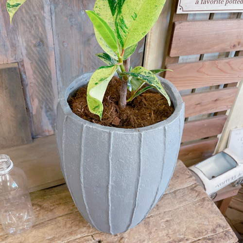 現品♡レア【フィカス ジン】おしゃれ斑入りグリーン♡珍しい観葉植物