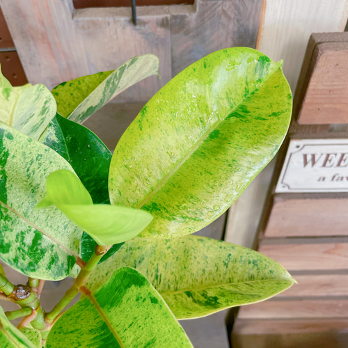 現品♡レア【フィカス ジン】おしゃれ斑入りグリーン♡珍しい観葉植物