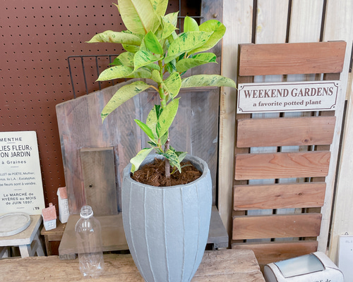 現品♡レア【フィカス ジン】おしゃれ斑入りグリーン♡珍しい観葉植物