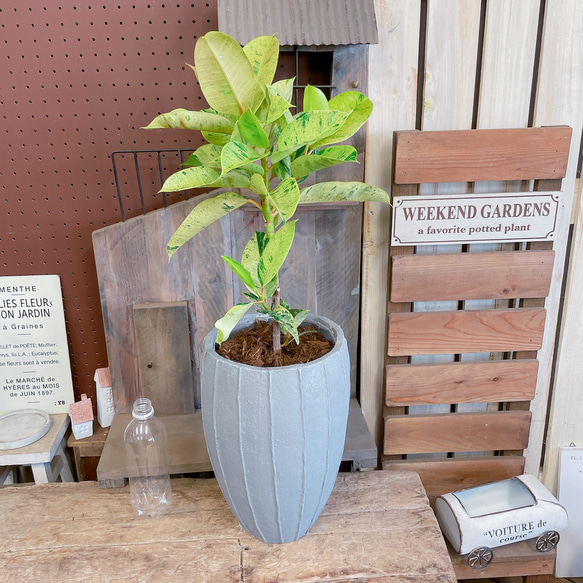 美形　大型　フィカス　ジン　陶器鉢　植え込み発送 美形 大型 フィカス ジン 陶器鉢 植え込み発送