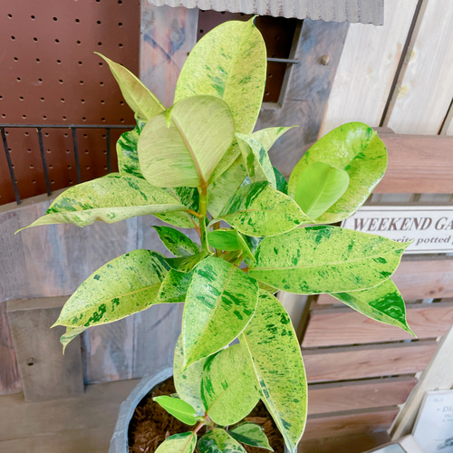 フィカス ジン 極上 斑入 実生 7号 インテリア 観葉植物 フィカス ジン 極上 斑入 実生 7号 インテリア 観葉植物