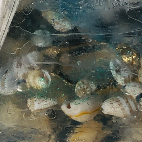 夏だイルカだアトランティスの秘宝オリハルコンのオルゴナイト完成