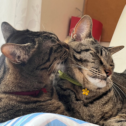 和風 猫の首輪 子猫から小柄な成猫 鈴の苦手な猫ちゃん用 リード