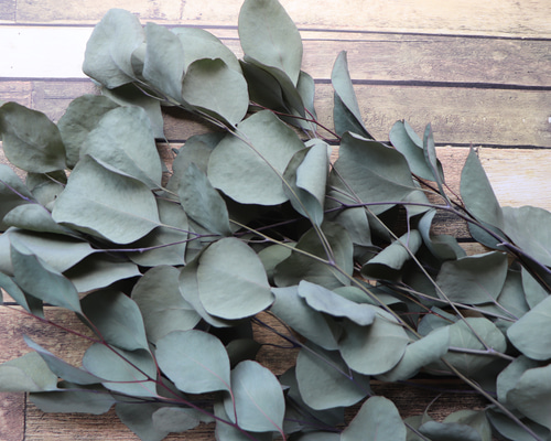 ユーカリポポラスロング12本 30～45cmドライ ドライフラワー lemon