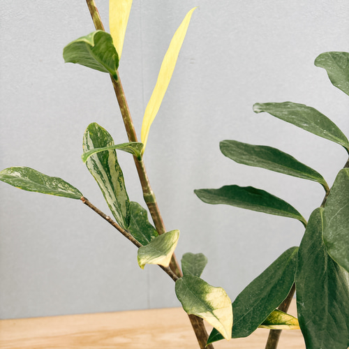 現品］【希少】1番 ザミオクルカス ザミフォーリア 斑入り 5号 観葉