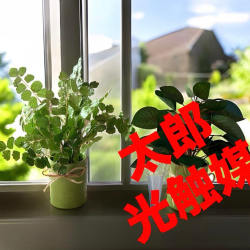 光触媒 人工観葉植物 ウォールグリーン フェイクグリーン アジアンタム 