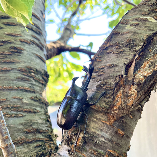 【工芸品】木彫りカブトムシアイヌ模様　ブローチ 工芸品】木彫りカブトムシアイヌ模様 ブローチ 2025年最新】アイヌ