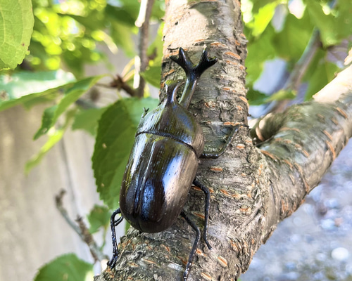 木彫カブトムシブローチ ブローチ ショップAtelier YUMI 通販 18115721