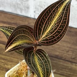 観葉植物】ジュエルオーキッド【シストーチス ステノグロッサ