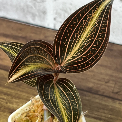 2024年最新海外 観葉植物】アネクトマリア【宝石蘭、ジュエルオーキッド その他観葉植物